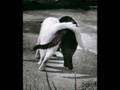 Capture de la vidéo Da Weasel - Nunca Me Deixes