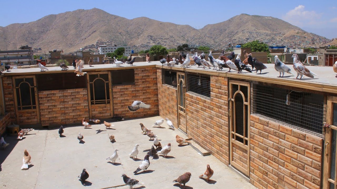 استاد کفتر بازان کابل/ کاکا جبار یک تن از شوقی های اصیل افغانستان