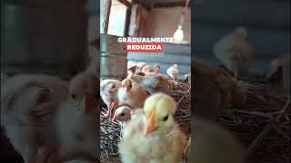 Muita atenção nessa Fase #galinha #pintinhos #pecuarista #sitio #agro