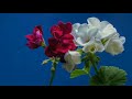 Free green screen  opening flowers