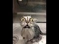 Cats are simply the funniest and most hilarious animals in the world – Funny cats compilation