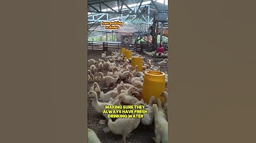 "Back at the duck farm! 🦆 From tiny ducklings to full-grown dinner-ready ducks. #duckfarm #babyduck