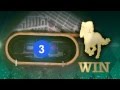 Betting 101 - Win Place Show - YouTube