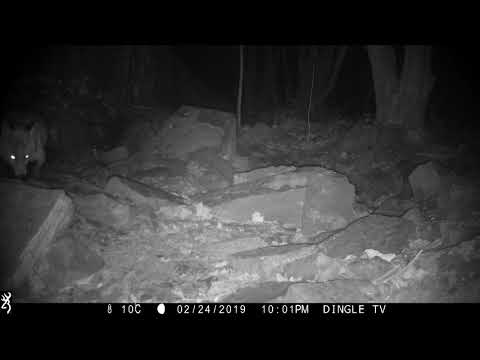 Red fox moving stones to get food Browning Recon force advantage trail camera IMG 2832
