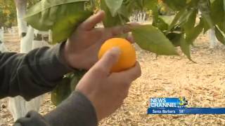 Citrus Crops Hurt By December Freeze
