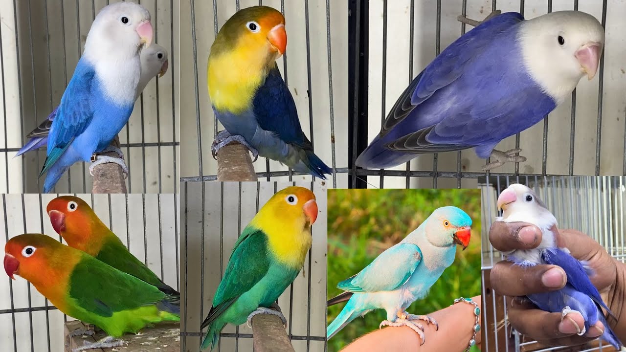 Best Quality Lovebirds Mutation Setup Tour - YouTube