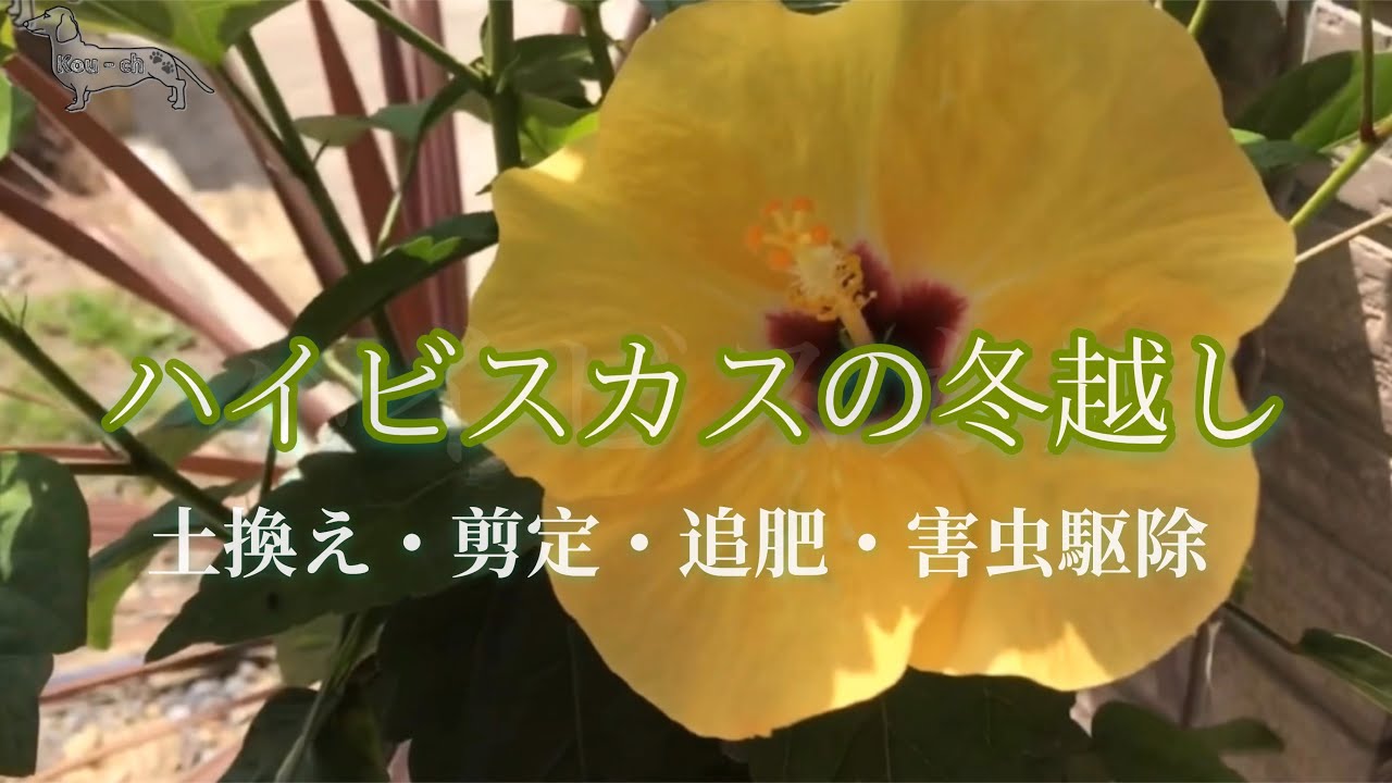 冬越し剪定 ハイビスカスの冬越し ハイビスカスの冬越しの仕方 剪定や追肥 害虫駆除を体験談を交え ハイビスカスの育て方 ハイビスカスのハダニ駆除 小さい虫 紹介します Youtube