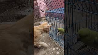 Cat And Parrot Fighting | Cat Attacks Parrot  | Parrot and Cats Friends | Parrot Talking |status