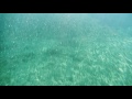 Swimming through a huge shoal of sardines