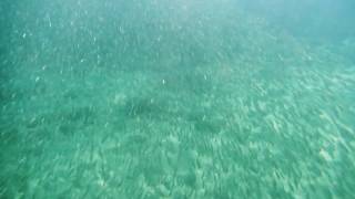 Swimming through a huge shoal of sardines