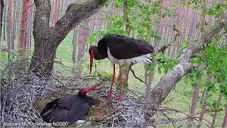 Bolewice N2000, PL 2024_05_05_06 The 3rd and 4th chicks have hatched - feeding