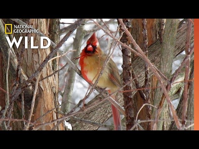Exclusive Video Reveals Half-Male, Half-Female Cardinal | Nat Geo Wild class=