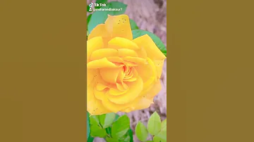 راشدالماجد مدري باكر هل المدينة 