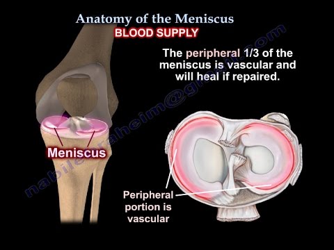 Anatomy Of The Meniscus - Everything You Need To Know - Dr. Nabil