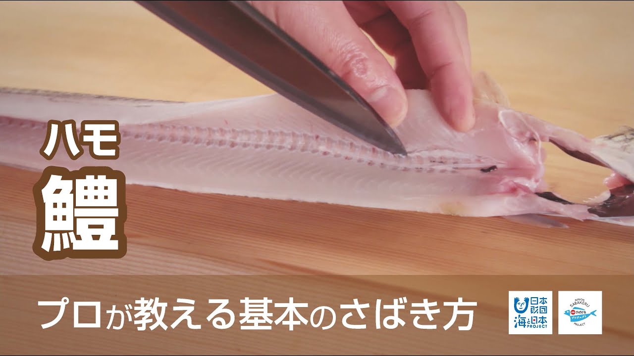 赤矢柄 あかやがら のさばき方 How To Filet Red Cornet Fish 日本さばけるプロジェクト Youtube