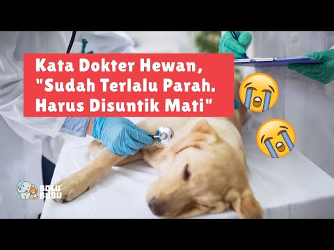 Video: Euthanasia Anjing: Apa Itu? Bilakah Ia Digunakan?