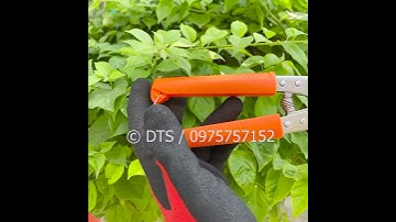 Kéo cắt cành, kéo tỉa dăm mỏ nhọn thép Nhật SK-5 Kapusi 8 inch/ 200mm