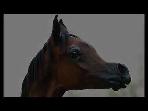 فيديو: حصان دولمن المهر سلالة هيبوالرجينيك ، الصحة والحياة