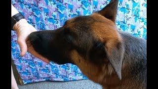 Trick Training (Update: Chin & On the Nose) by Adventures with Lycan my German Shepherd Dog 136 views 2 months ago 4 minutes, 20 seconds