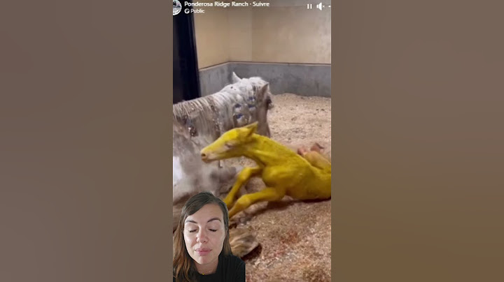 Un phénomène rare et dangereux 🐴☠️ Crédit : Ponderosa Ridge Ranch #cheval #poulain #rare #medical