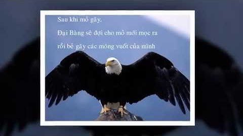Bài học từ Đại Bàng