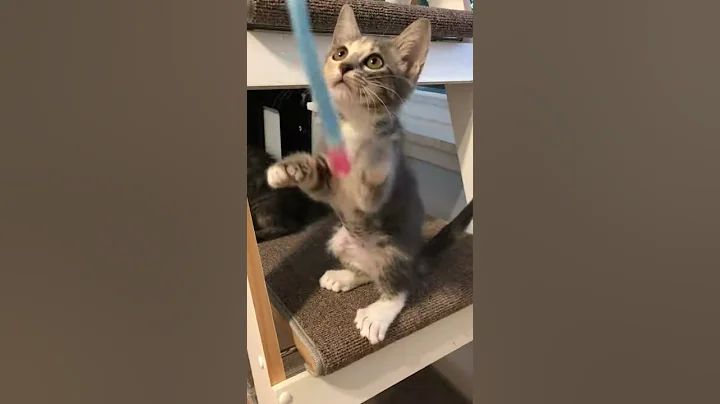 Watch the video about Quil & Quinkie