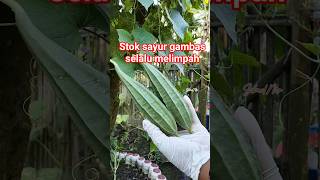 #gardening #harvest #gambas