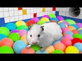 🌈 Rainbow Hamster Maze with Ball Pool | DIY Hamster Maze