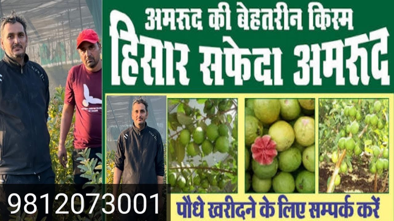 ￼Hisar Sudha Amrud Ke baare mein Puri jankari