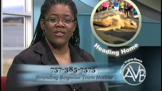 Access Virginia Beach Sept. 12 - 26 2014