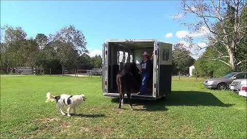 Gravediggers Resurrection Speed Racking Colt Foal Trailer Loading Training w/ Border Collie