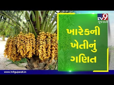 Know how Dates (Kharek) farming can prove to be the best one time investment | Tv9Dhartiputra