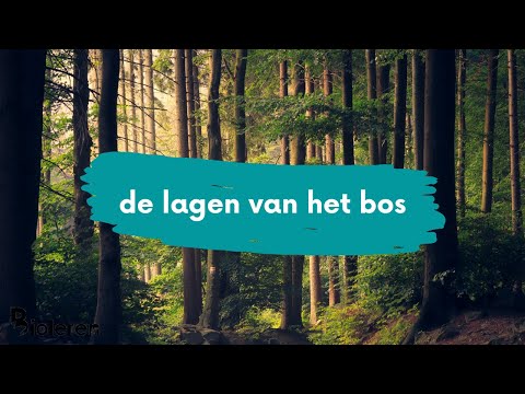 Video: Verschil Tussen Struik En Bos