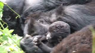 gorilas de montaña en Bwindi. Uganda