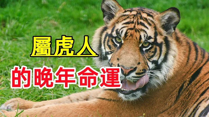 属虎人的“晚年命运”命运真不是一般人比得了！ - 天天要闻