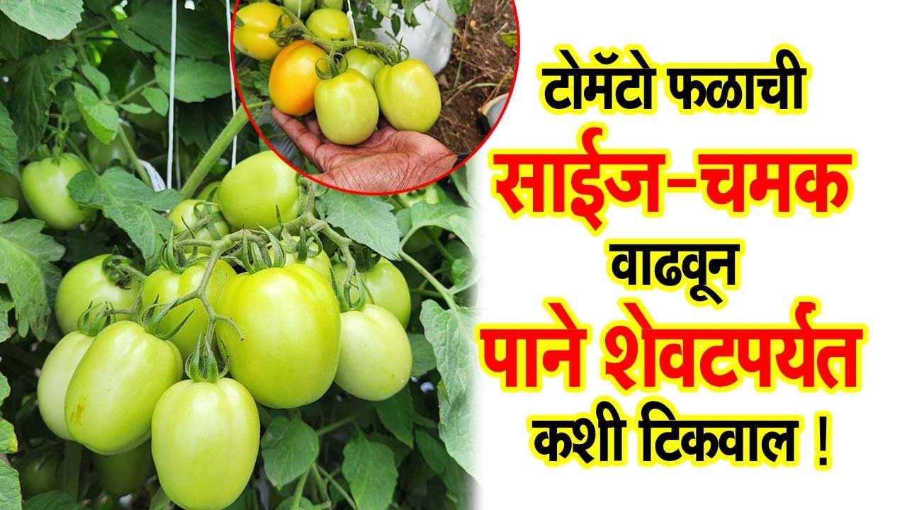 #टोमॅटो फळाची #साईज-#चमक वाढवून #पाने शेवटपर्यंत कशी टिकवाल !।#Doctor_Kisan#बाजारभाव#slurry#market।