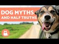 10 MYTHS and HALF-TRUTHS about DOGS that Will Surprise You