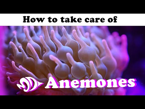 Sea Anemones: A How to Guide for Selection, Care, and Feeding