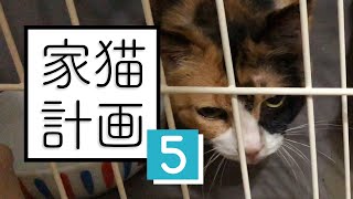 野良猫ミケを病院に連れて行ったら予想外の診断が┆保護2日目【 #のらねこ家猫化計画 ⑤ 】