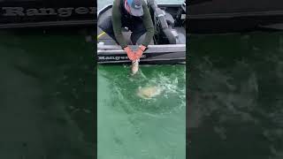 Dual 6 pounder release