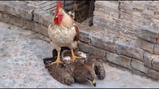 10 Gallos & Gallinas Que Demostraron Quien Manda - Parte #2