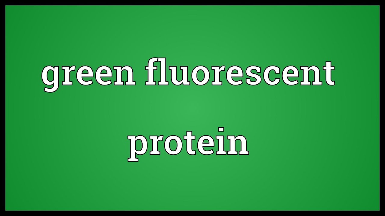 Video shows what green fluorescent protein means. 