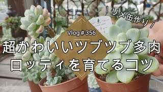 [Vlog356] [Succulents] Super cute globular succulents 💕 Tips for growing Lottie [Sedum] [Re-made ...
