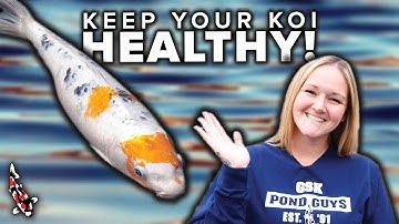 How To Prevent Disease in Koi