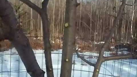 Pruning in the Cabin Orchard - Part 2 of 2