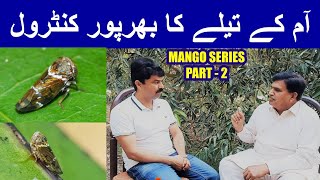 How to Control Mango Hopper I آم کے IIتیلے کو کیسے کنٹرول کریں