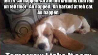 Smile - Lol Cats & Dogs