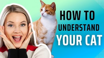 how to understand your cat body language ?