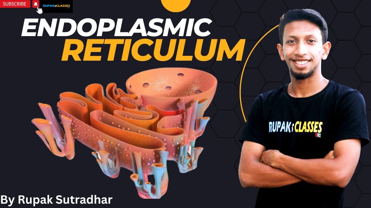 What is Endoplasmic reticulum in details class 11 ncert biology ...