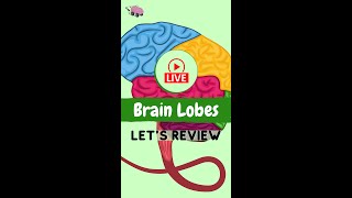 Brain Lobes  Lets Review Below